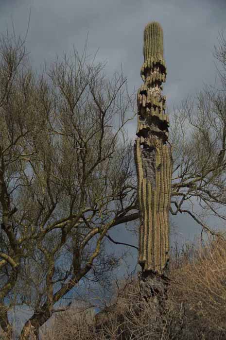 dying Saguaro